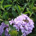 Verbena x 'Murielle' fleur